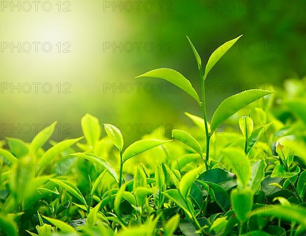 Tea bud and leaves. Tea plantations