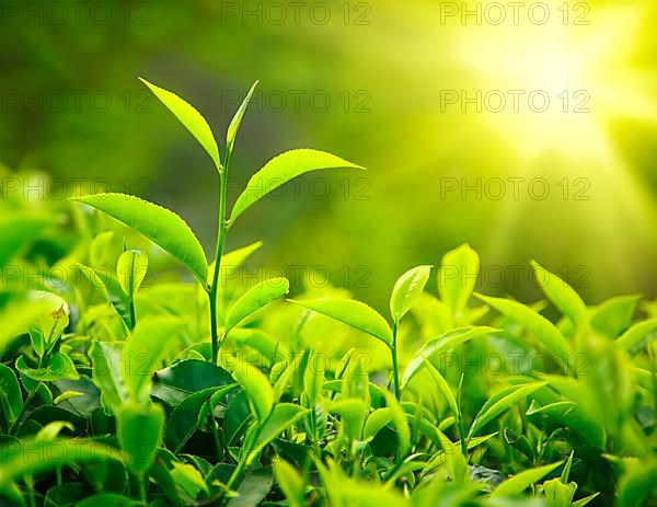 Tea bud and leaves. Tea plantations