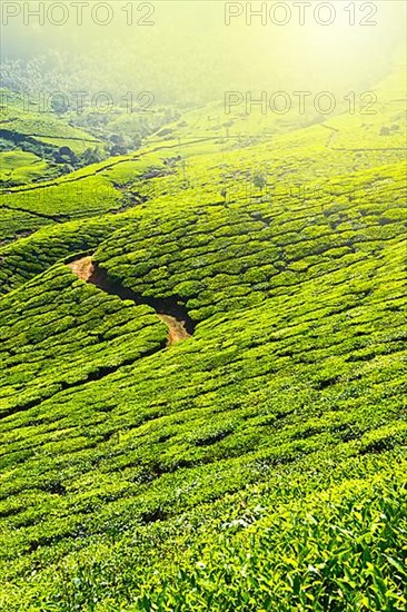 Tea plantations in morning fog. Munnar