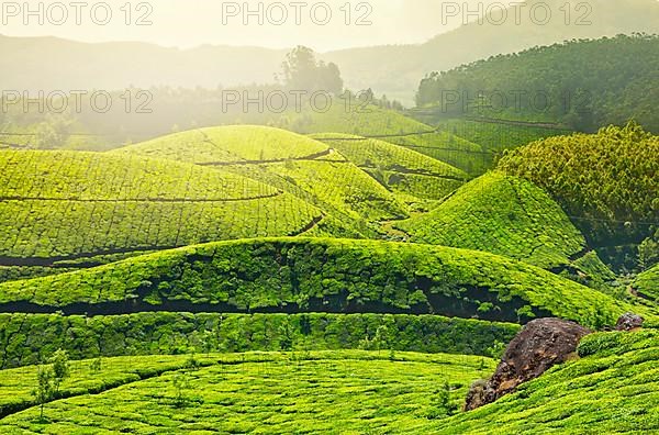 Tea plantations in morning fog. Munnar