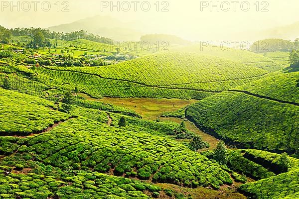 Tea plantations in morning fog. Munnar