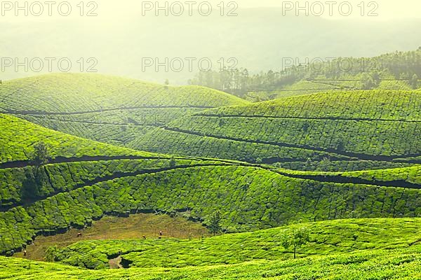 Tea plantations in morning fog. Munnar