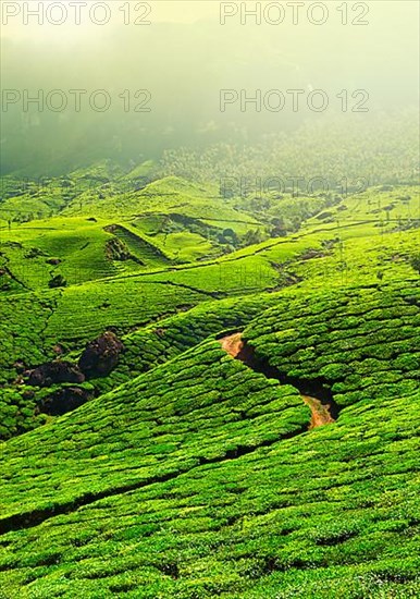 Tea plantations in morning fog. Munnar