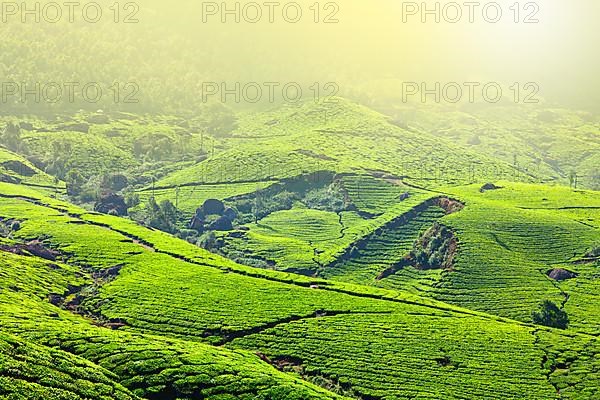 Tea plantations in morning fog. Munnar