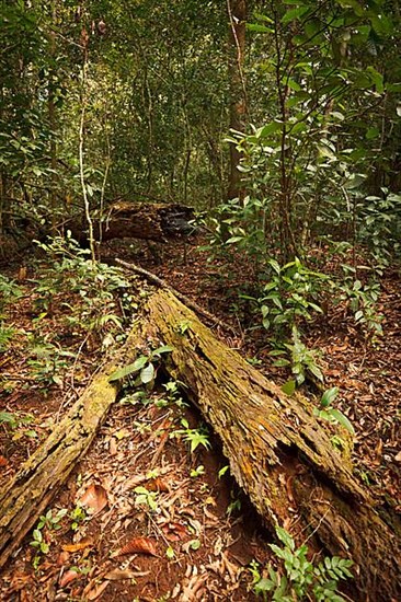 Tropical forest. Periyar wildlife sanctuary