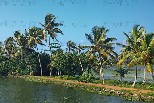 Palms at Kerala backwaters. Kerala