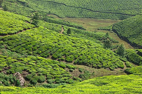 Tea plantations. Munnar