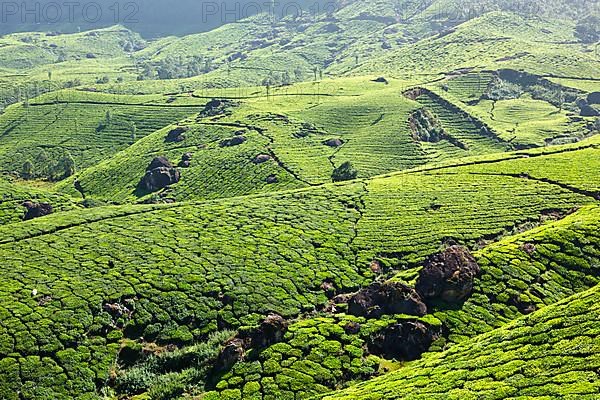 Tea plantations. Munnar