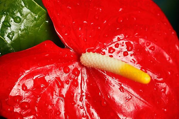 Red Anthurium flower. Shallow depth of field