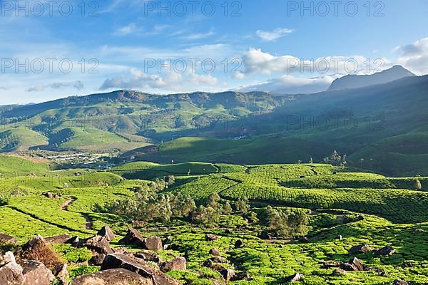 Tea plantations on surise. Munnar