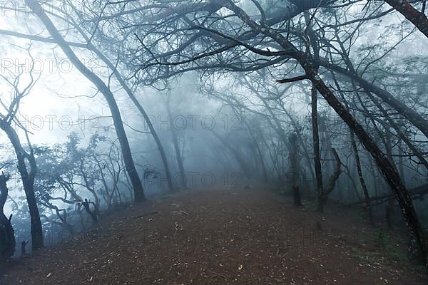 Misty scary forest in thick fog