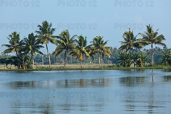 Palms at Kerala backwaters. Kerala