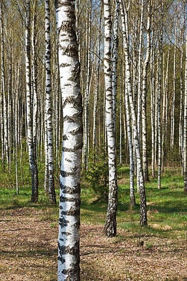 Birch grove in spring