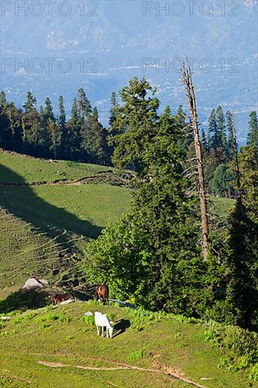 Horses grazing in Himalayas mountains. Kullu valley