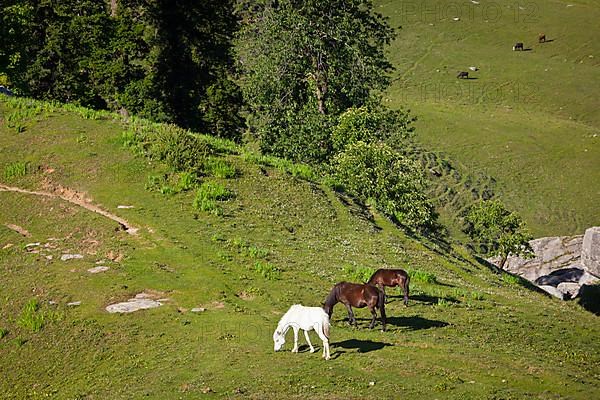 Horses grazing in Himalayas mountains. Kullu valley