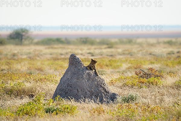 Cheetah