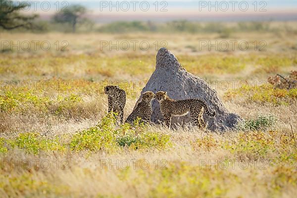 Cheetahs