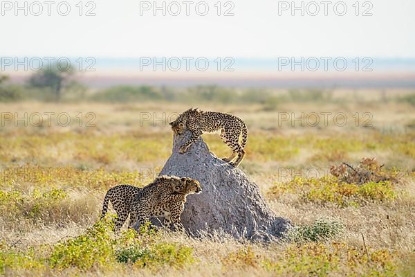 Cheetahs