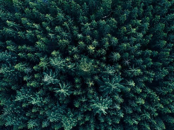 Aerial Overhead View of Tree tops in super rich dark green color shot in Germany HQ