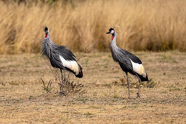 Black crowned crane