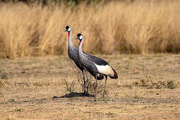 Black crowned crane