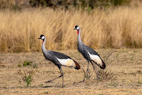 Black crowned crane