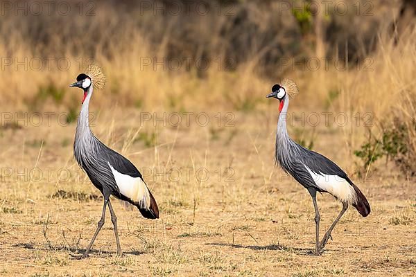 Black crowned crane