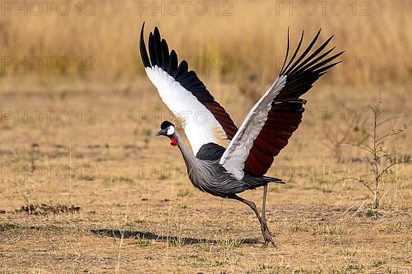 Black crowned crane