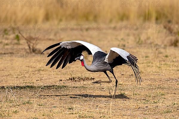 Black crowned crane