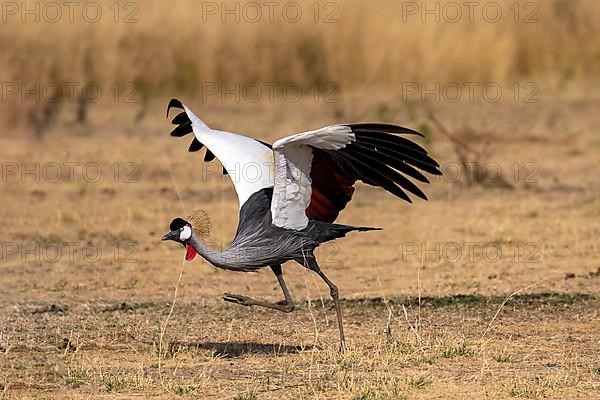 Black crowned crane