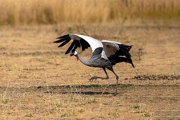 Black crowned crane