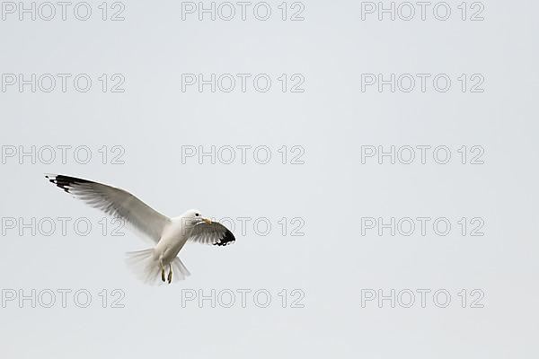 Common gull