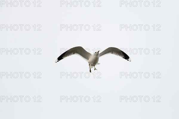 Common gull