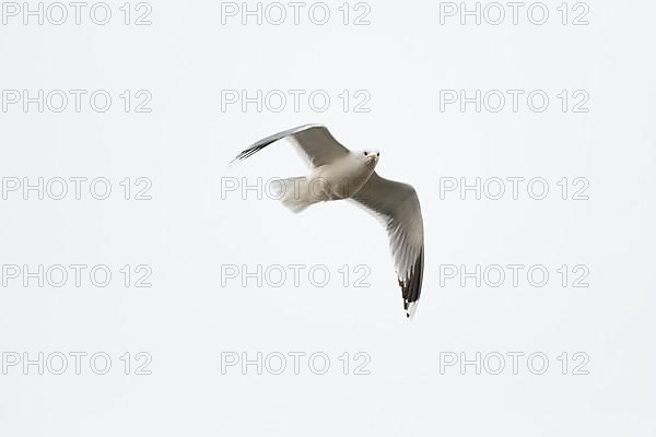 Common gull