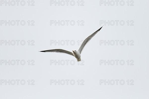 Common gull