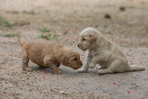 Three-week-old Golden Retriever puppies