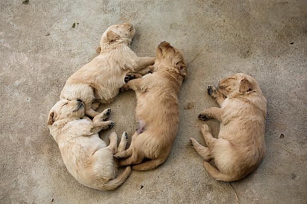 Three-week-old Golden Retriever puppies