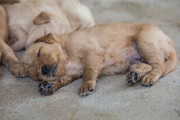 Three-week-old Golden Retriever puppies