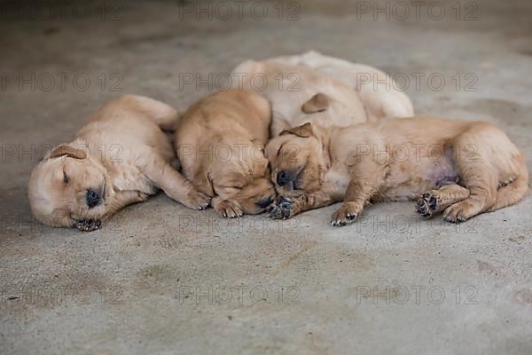 Three-week-old Golden Retriever puppies