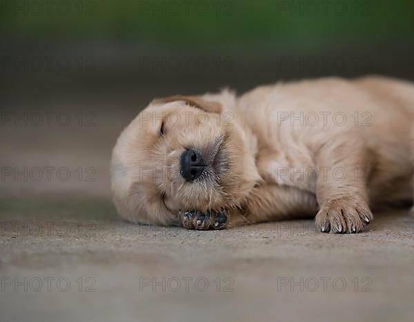 Three-week-old Golden Retriever puppies