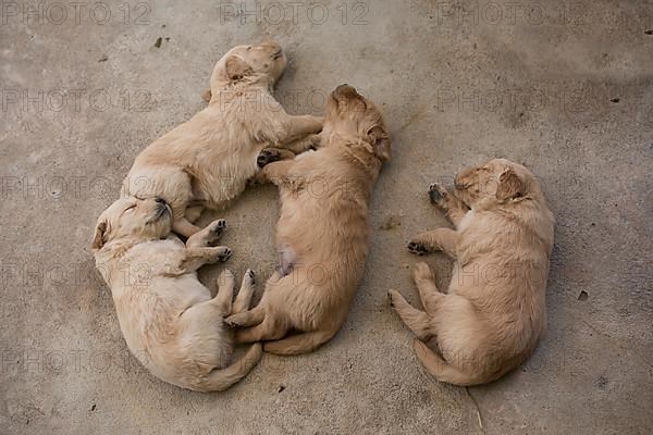 Three-week-old Golden Retriever puppies