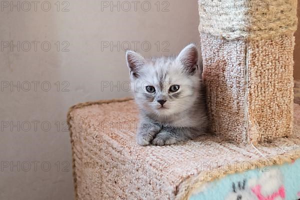 Cute striped british kitten lying on the cat house with hello kitty