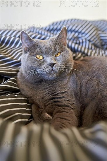 Cute gray british shorthair cat lies in bed. Funny pet settled down comfortably to sleep close up