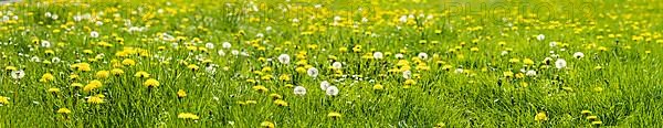 Flower meadow with dandelion