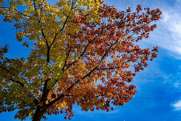 Autumn coloured leaves on a tree shine in the sunlight