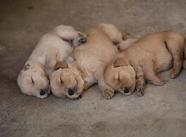 Three-week-old Golden Retriever puppies