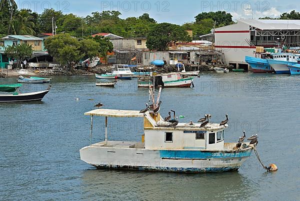 Fishing boats and brown pelicans