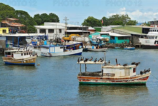 Fishing boats and brown pelicans