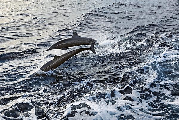 Jumping dolphins