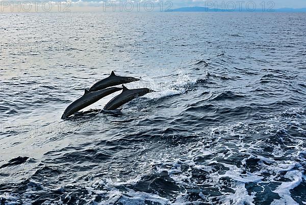 Jumping dolphins